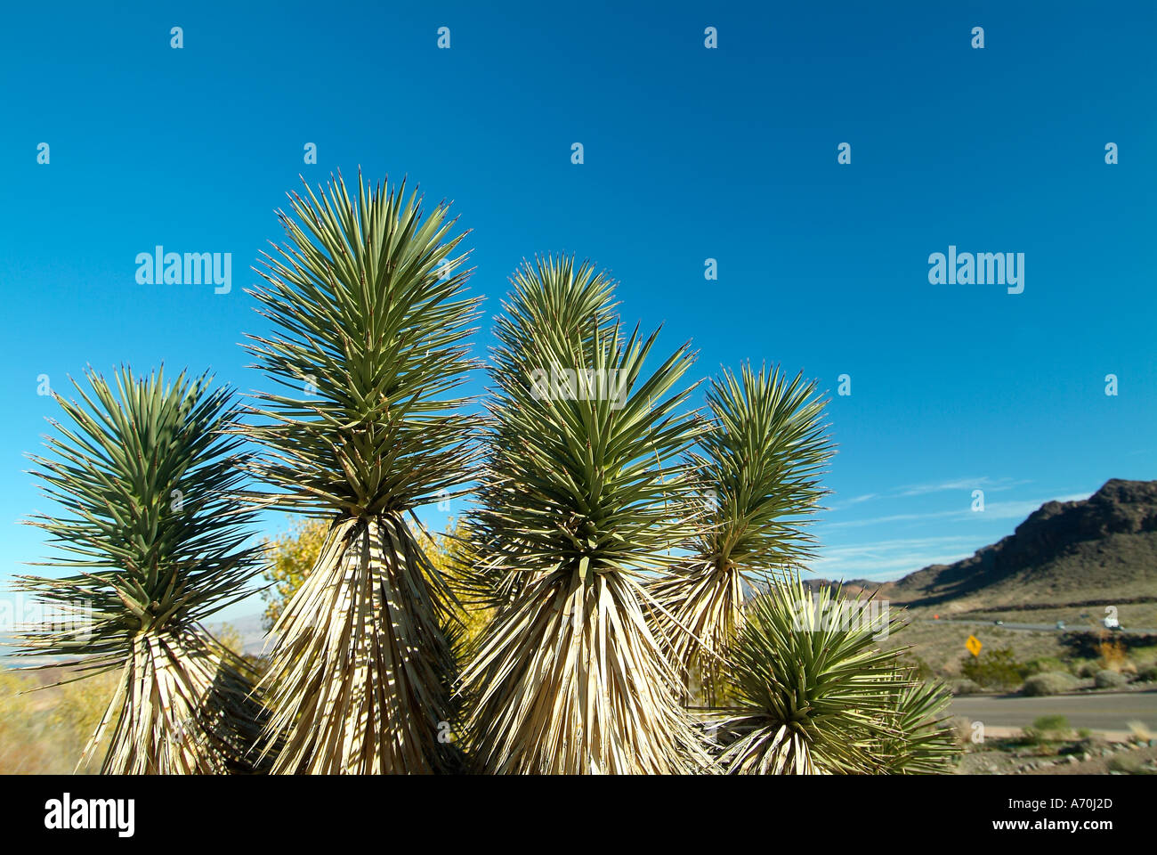 Joshua tree autour du Lake Mead dans le Nevada Banque D'Images