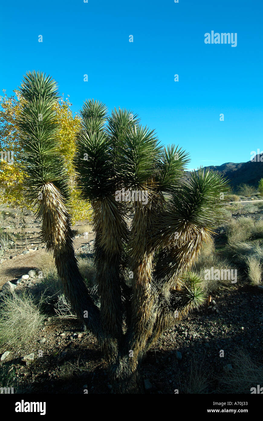 Joshua tree autour du Lake Mead dans le Nevada Banque D'Images