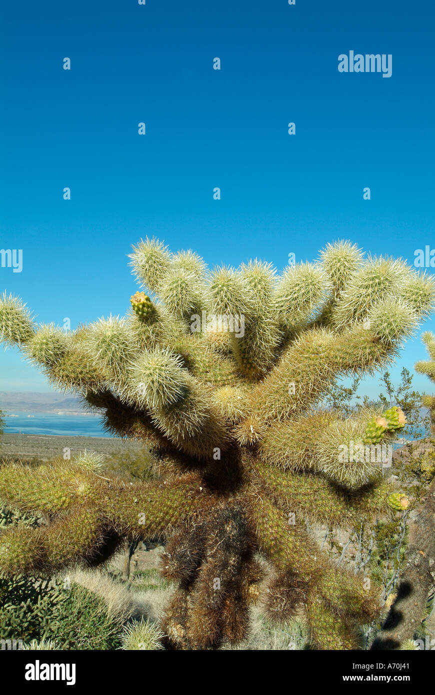 Cactus autour du Lake Mead dans le Nevada Banque D'Images