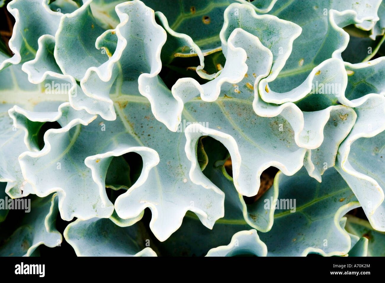 Crambe maritima chou chou mer mer de feuilles comestibles charnus prises sur la côte de Cornouailles à Lantic Bay Cornwall Angleterre Banque D'Images