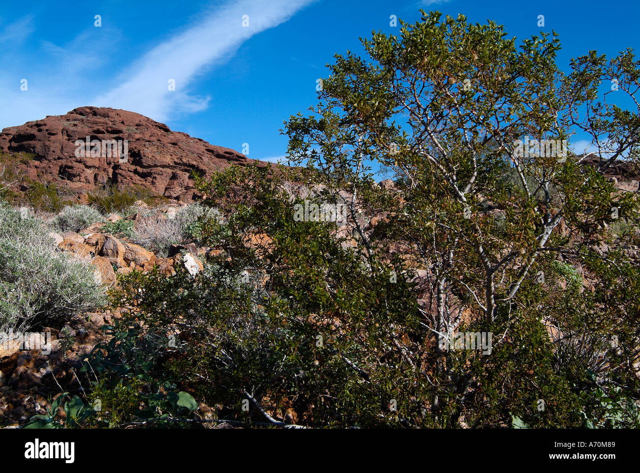 Arbre dans le Nevada autour du lac Mead Banque D'Images