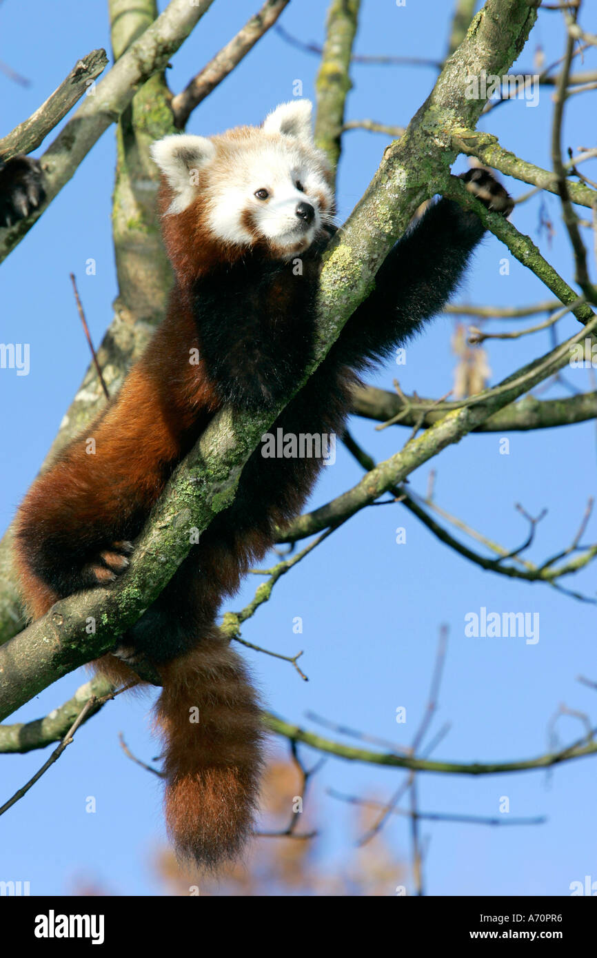 Munich, GER, 28. Octobre 2005 - Le panda rouge (lat. Ailurus fulgens), l'image a été prise au zoo Hellabrunn de Munich. Banque D'Images