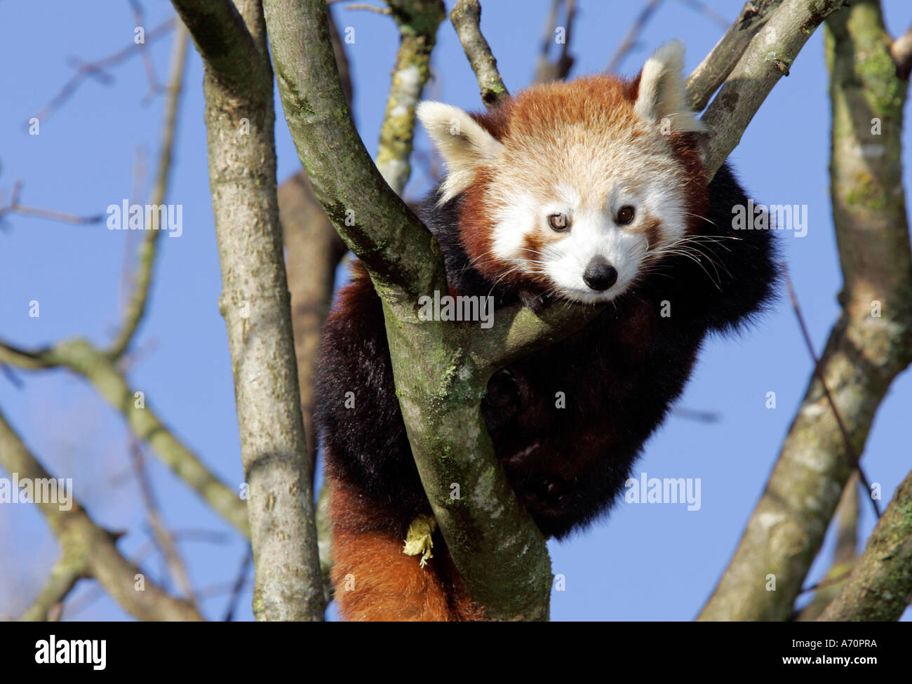 Munich, GER, 28. Octobre 2005 - Le panda rouge (lat. Ailurus fulgens), l'image a été prise au zoo Hellabrunn de Munich. Banque D'Images