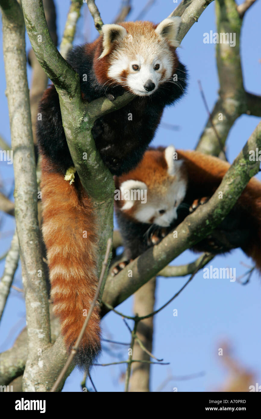 Munich, GER, 28. Octobre 2005 - Le panda rouge (lat. Ailurus fulgens), l'image a été prise au zoo Hellabrunn de Munich. Banque D'Images