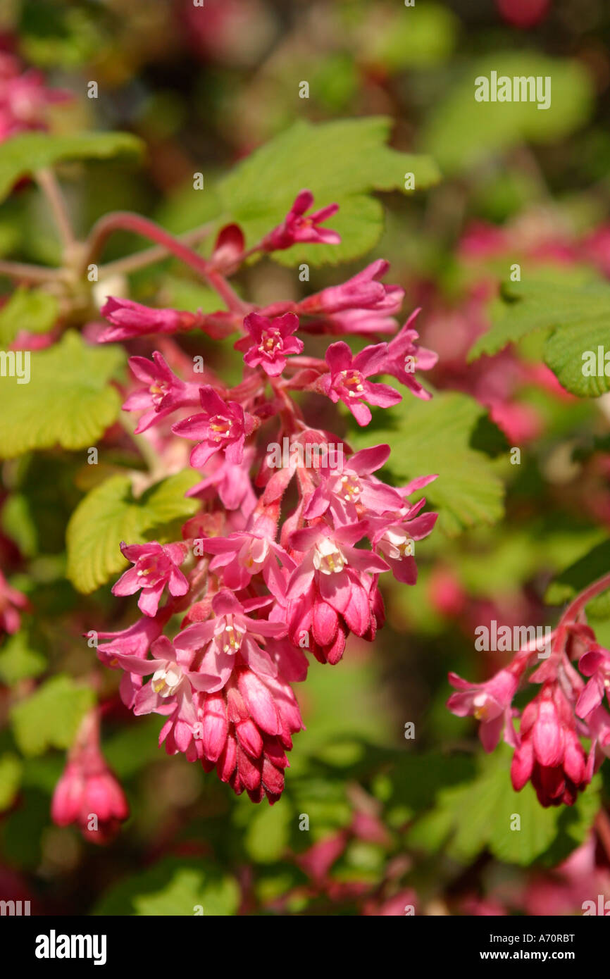 Currant à Fleurs rouges (Ribes sanguineum) en fleur au printemps, Sussex, Angleterre. Banque D'Images