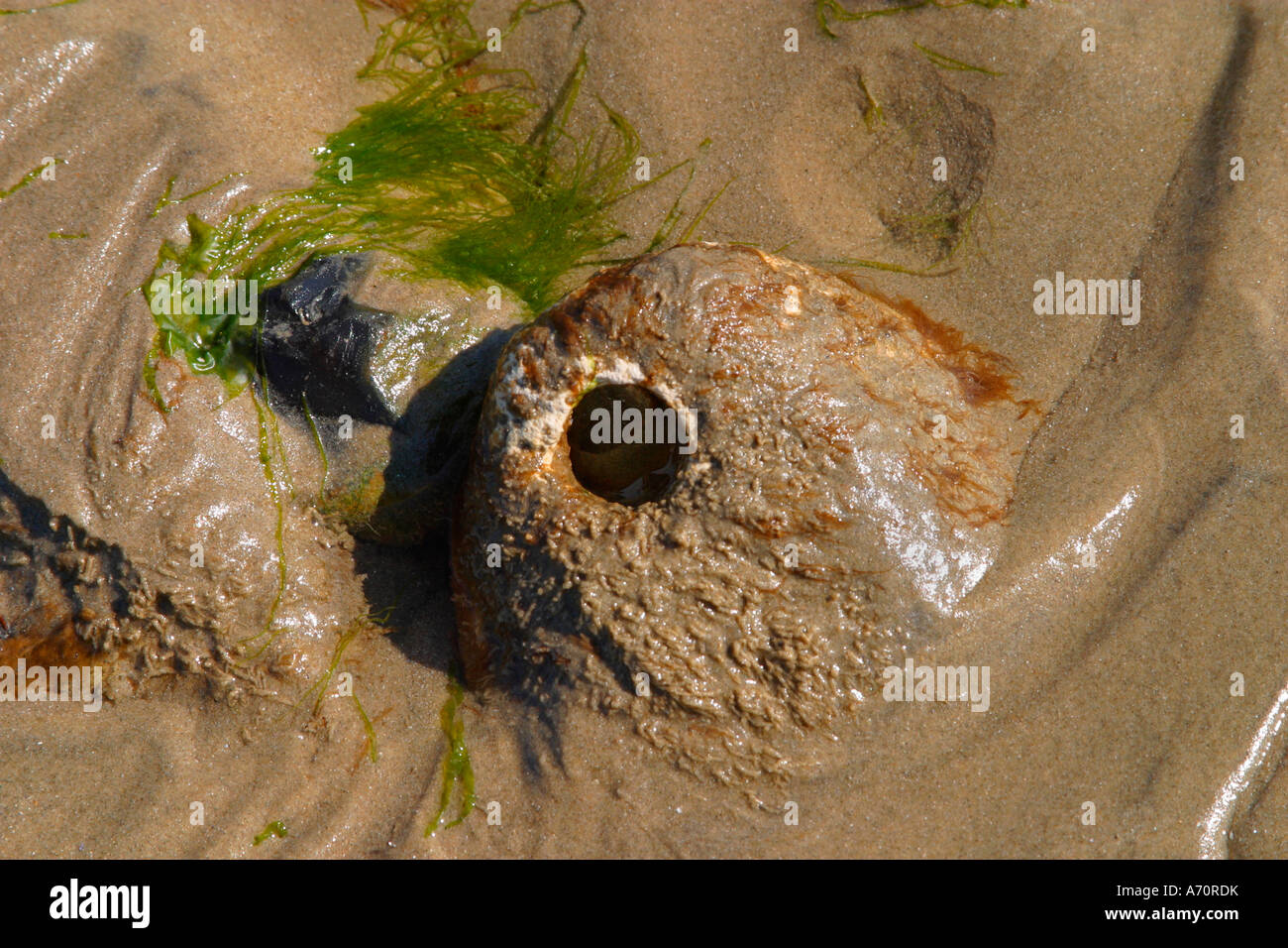 Pierre avec le trou dans le centre enfouies dans le sable sur la plage à marée basse. Également connu sous le nom de hagstone. Banque D'Images