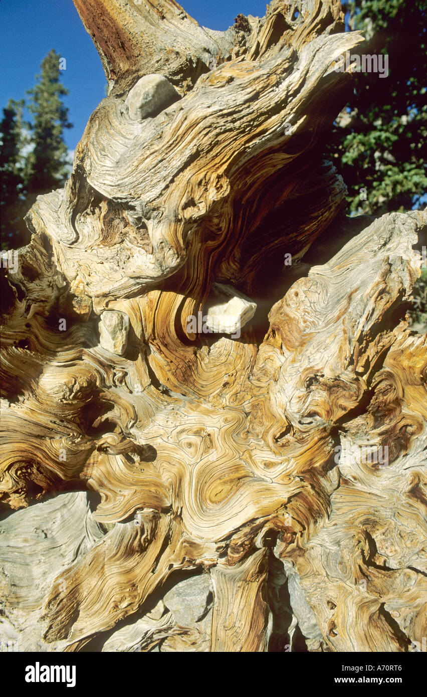 Bois d'une très vieille Bristlecone Pine, Parc National du Grand Bassin, Nevada, USA Banque D'Images