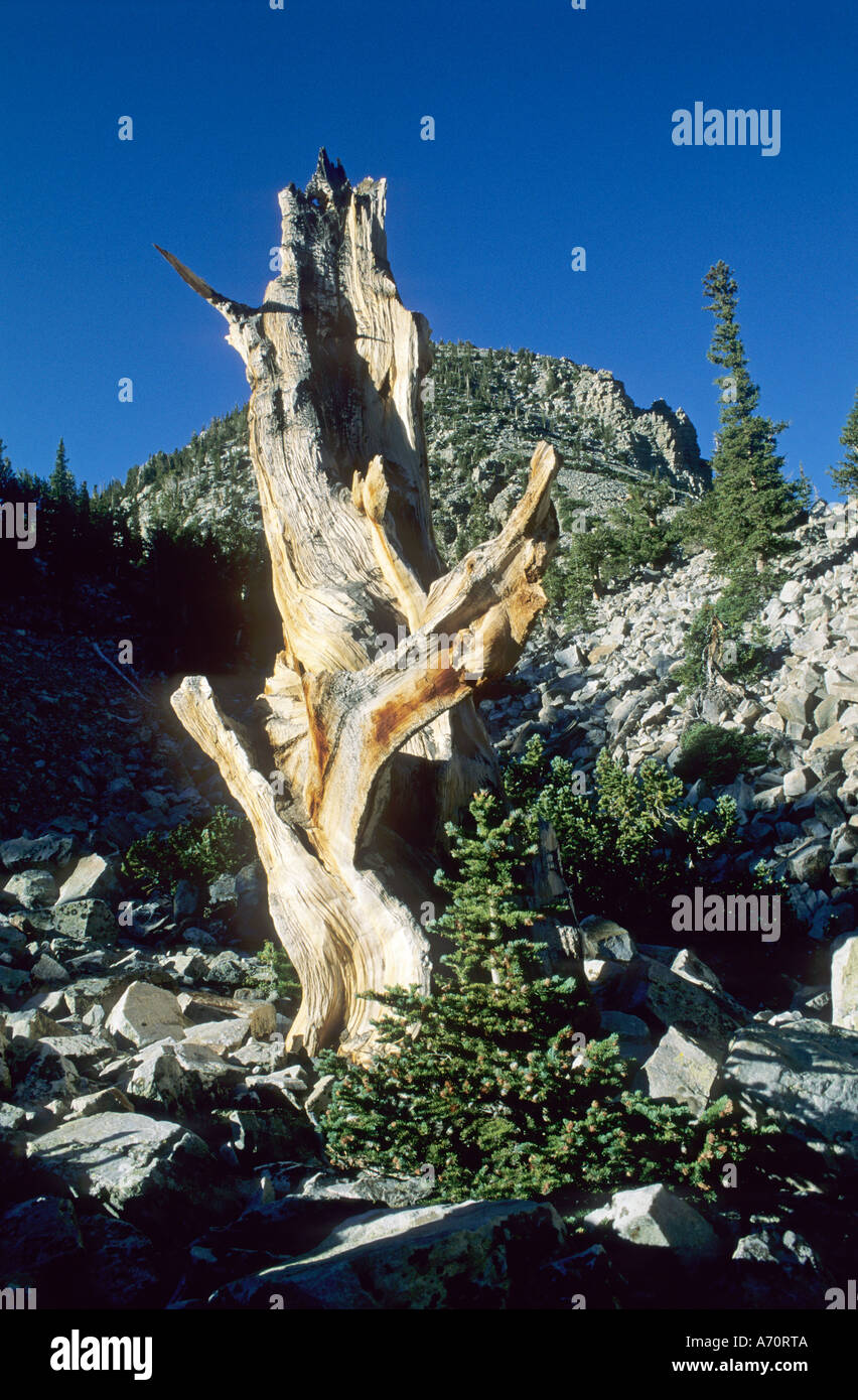 Bristlecone Pine à la Vallée des Glaciers, le Parc National du Grand Bassin, Nevada, USA Banque D'Images