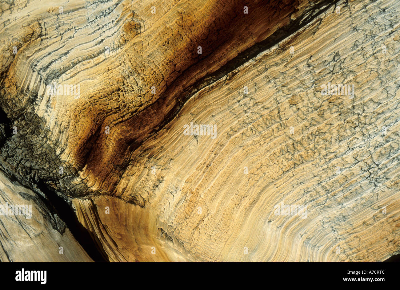 Weathered Wood d'un glacier, Bristlecone Pine Valley, Parc National du Grand Bassin, Nevada, USA Banque D'Images