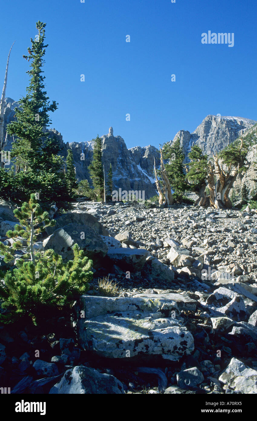 Bristlecone Pine à la Vallée des Glaciers, le Parc National du Grand Bassin, Nevada, USA Banque D'Images