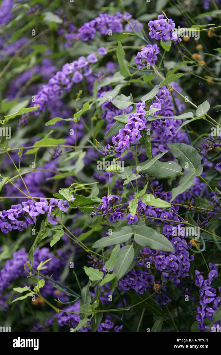 Hovea Hovea arbre, elliptica, Fabaceae, Australie Banque D'Images