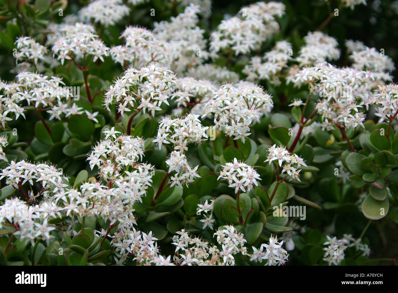 Jade Plant, Arbre de l'amitié, la chance, la plante ou arbre d'argent, Crassula ovata, Crassulaceae. L'Afrique du Sud Banque D'Images