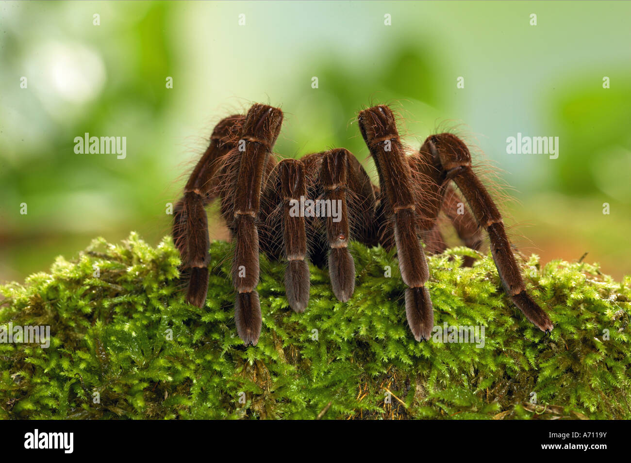 Goliath Birdeater (Theraphosa blondi), la plus grande araignée du monde. Guyane Banque D'Images