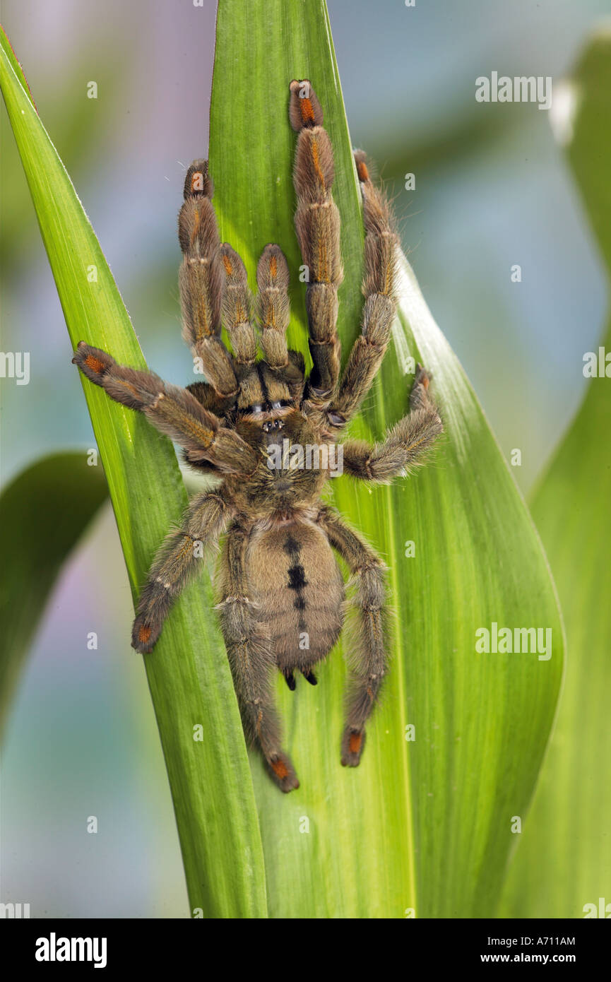 Tarantula - bird-araignée / Psalmopoeus cambridgei manger Banque D'Images