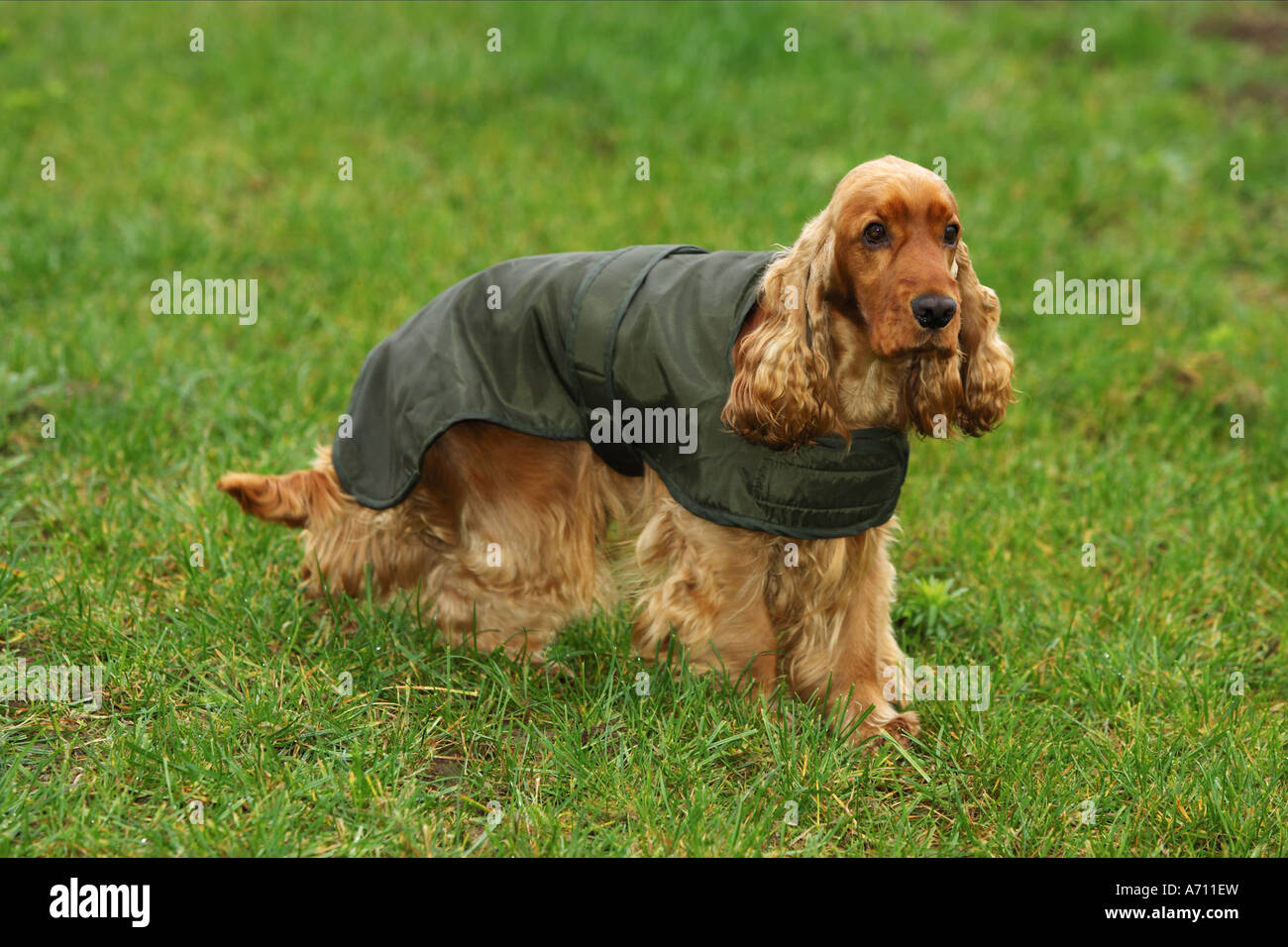 Impermeable avec Cocker Photo Stock Alamy