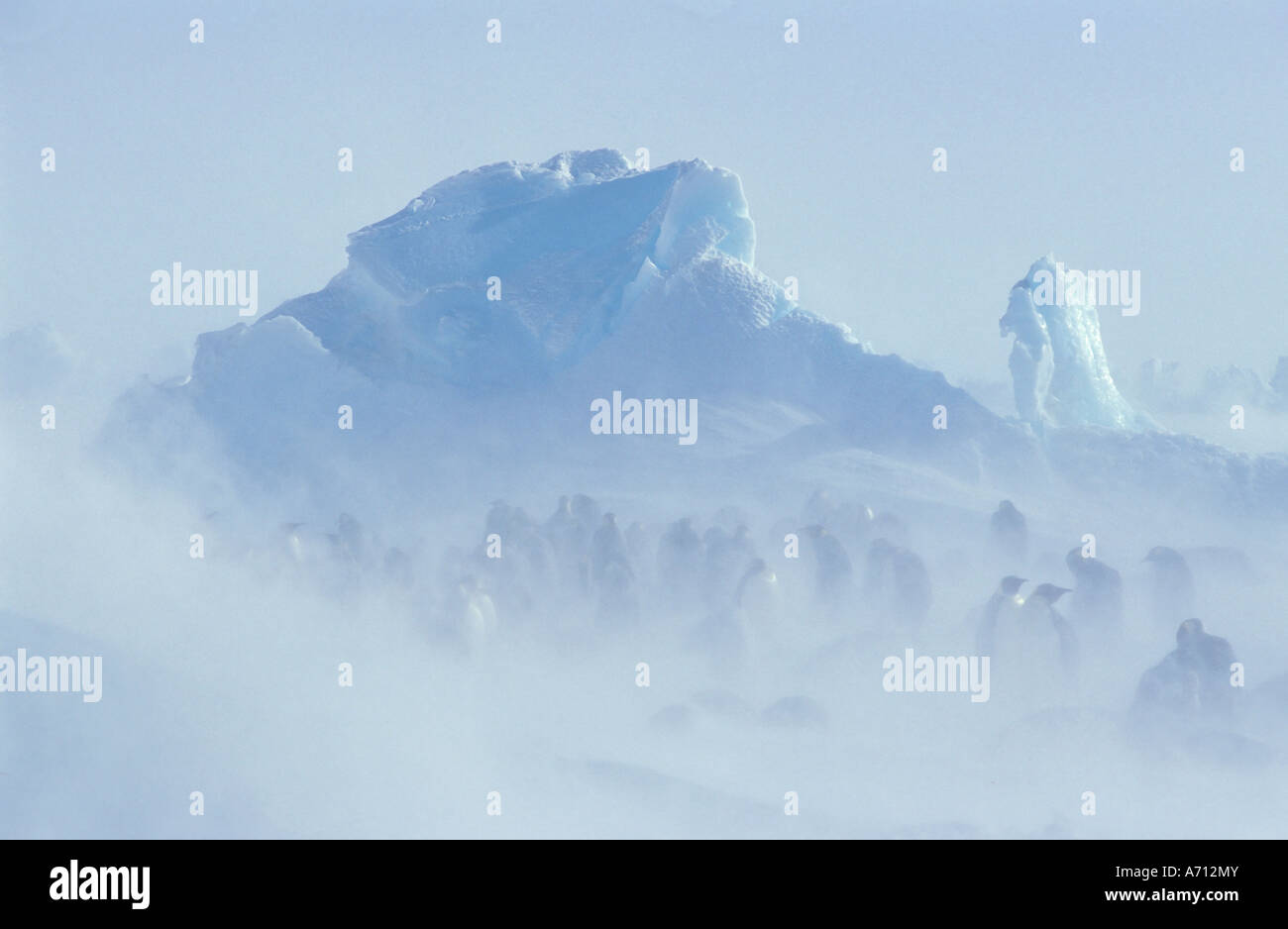 Manchots empereurs (Aptenodytes forsteri) dans la tempête de neige. L'antarctique Banque D'Images