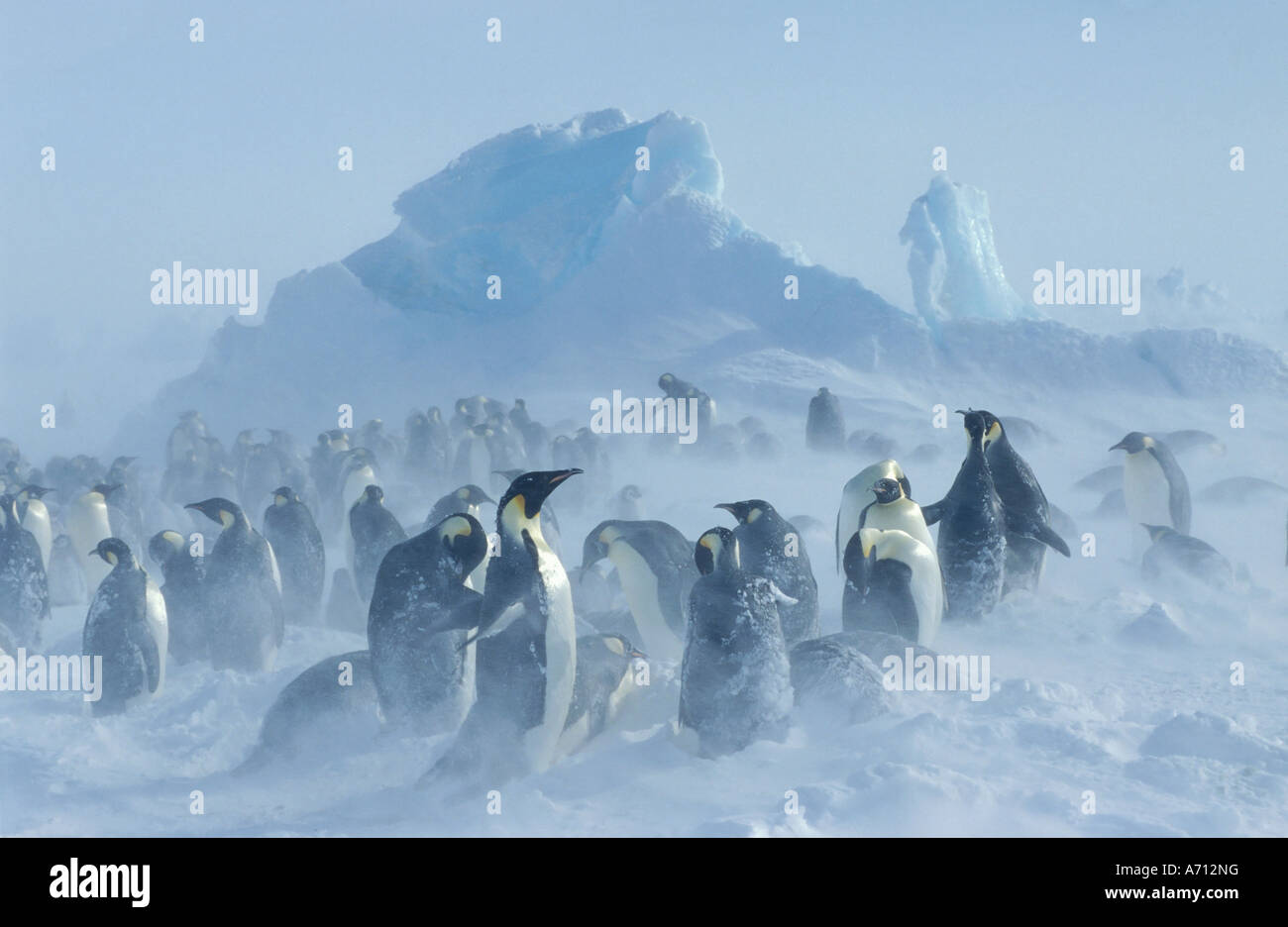 Pingouins d'empereur (Aptenodytes forsteri) dans la tempête de neige Banque D'Images