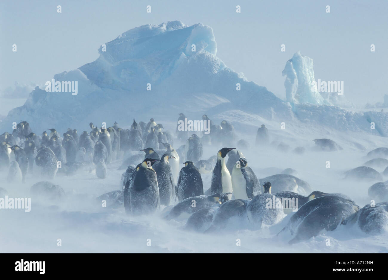 Manchot Empereur (Aptenodytes forsteri). L'entassement de groupe ensemble pour plus de chaleur en pleine tempête Banque D'Images