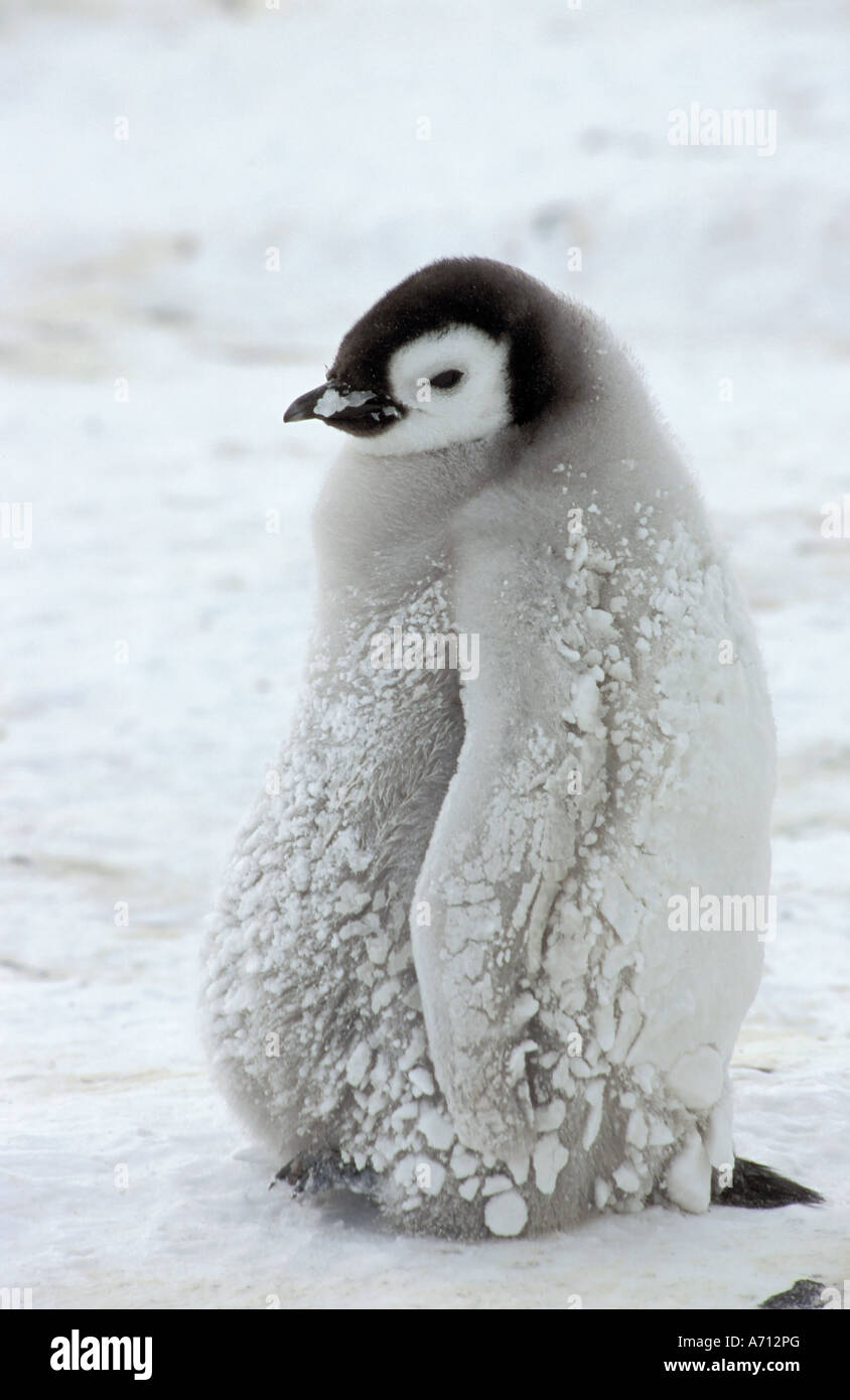 Manchot Empereur - cub / Aptenodytes forsteri Banque D'Images