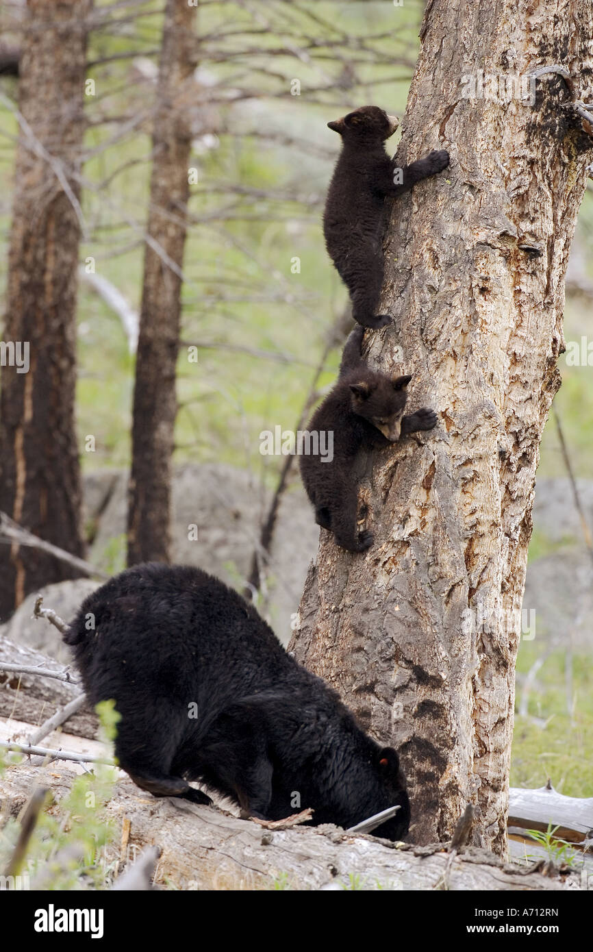 Ours Noir Et Oursons Yellowstone Banque De Photographies Et D images Ours Noir Et Oursons Yellowstone Banque De Photographies Et D images