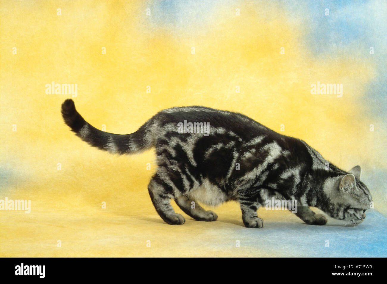 British Shorthair cat - cut out Banque D'Images