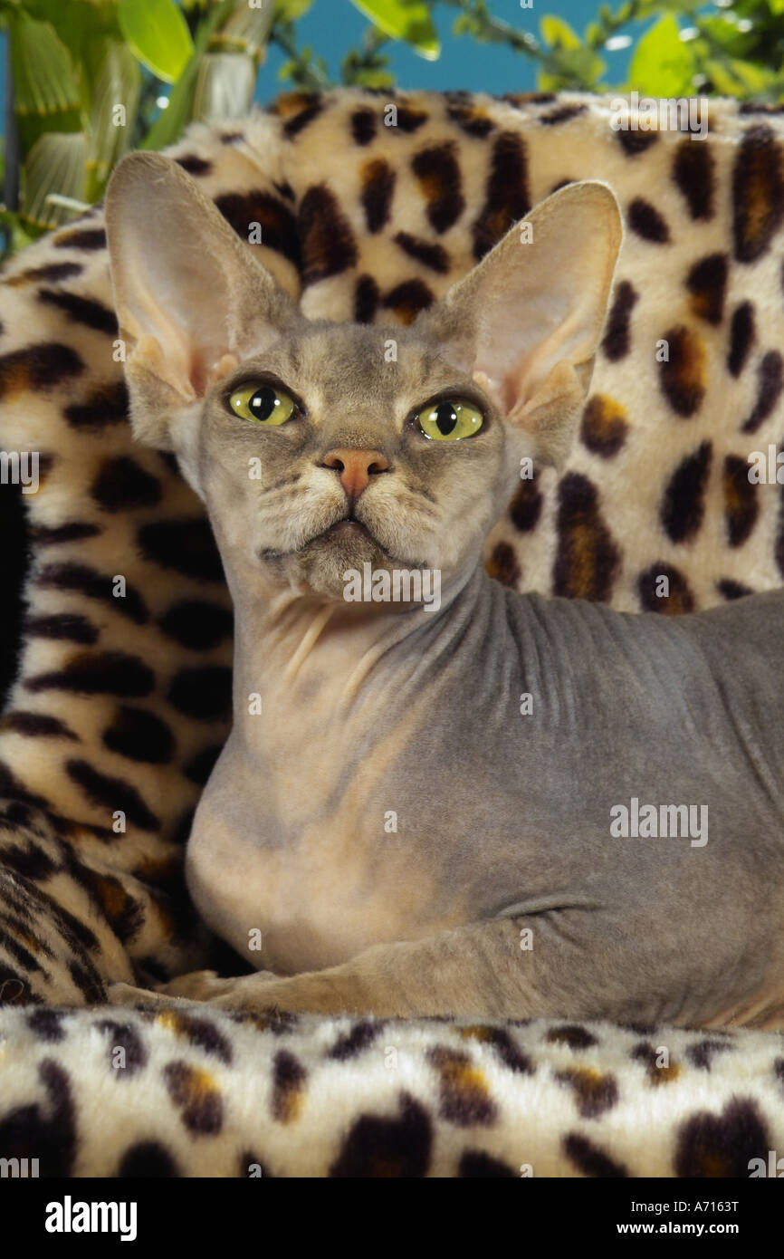 Chat Sphynx - lying Banque D'Images