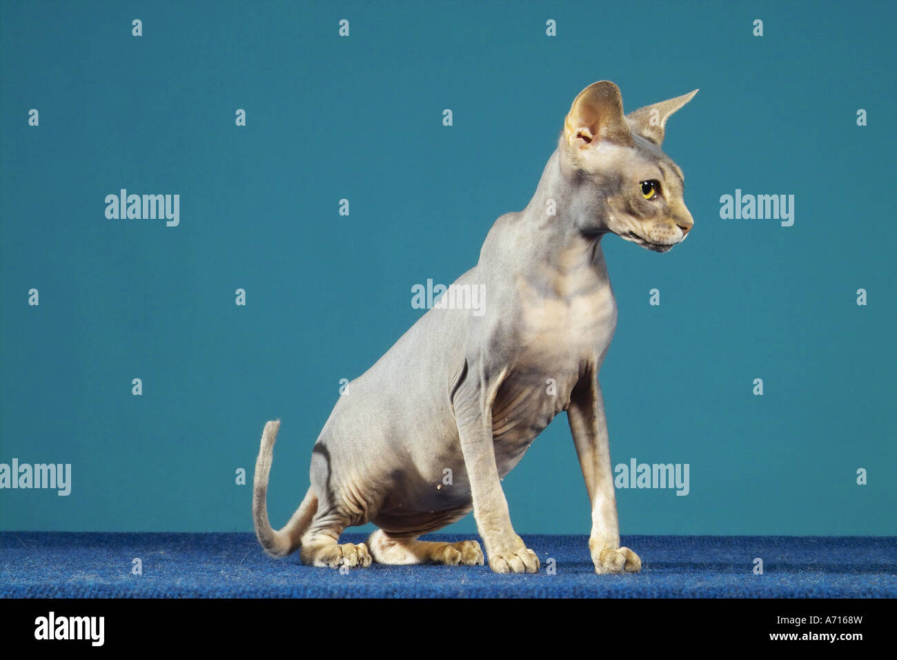 Sphynx cat - latéral assis Banque D'Images