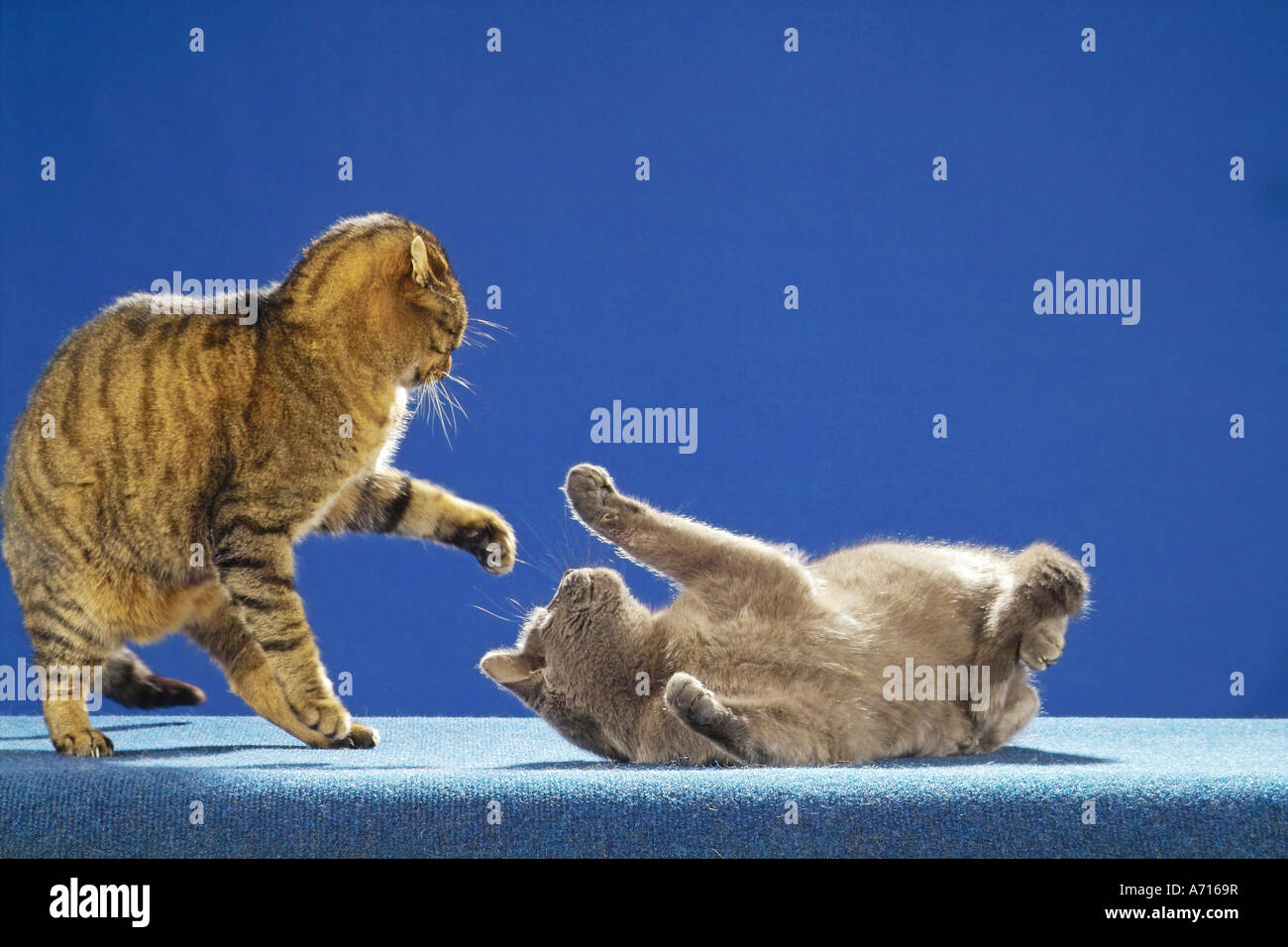 Deux chats - lutte contre Banque D'Images Deux chats - lutte contre Banque D'Images