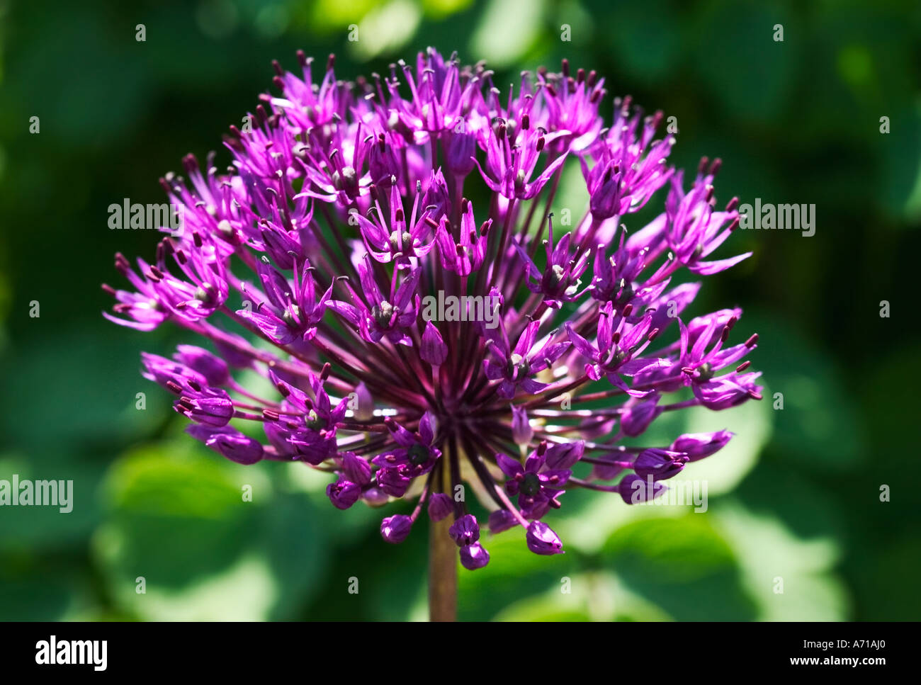 La floraison de l'Allium shot naturel au début de l'été - variété non identifié Banque D'Images