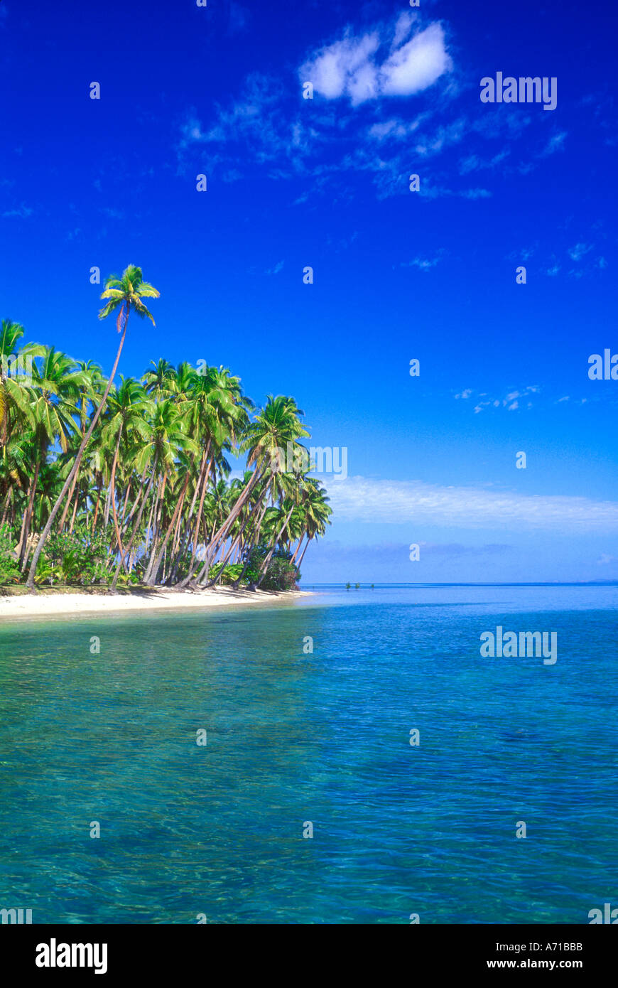 Des cocotiers sur la plage de l'océan Pacifique Sud Fidji Banque D'Images