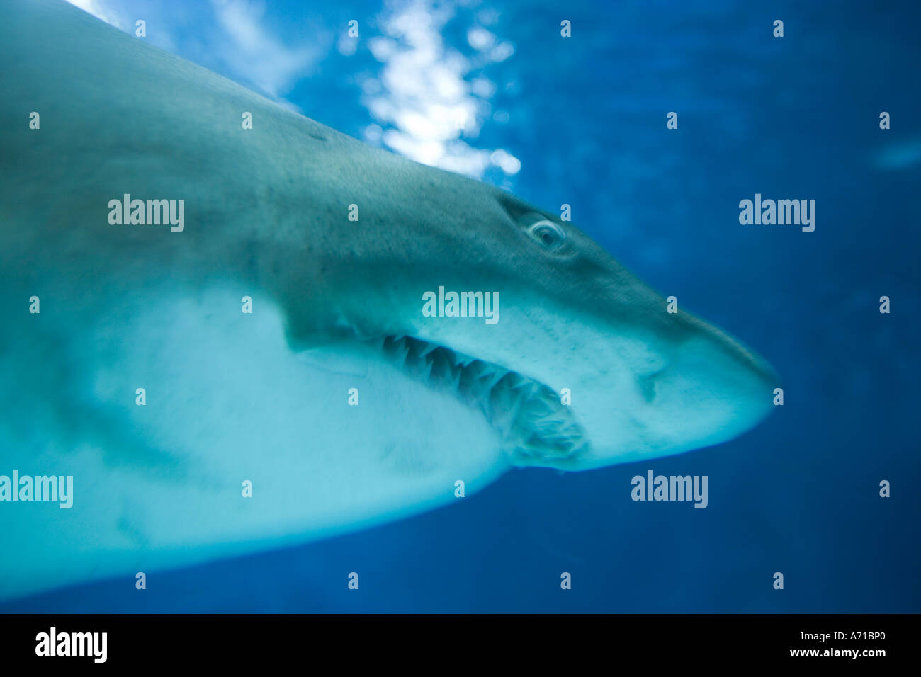 Asie Chine Shanghai requin gris de récif natation à l'intérieur de la vie marine de l'océan l'affichage à l'Aquarium de Shanghai Banque D'Images