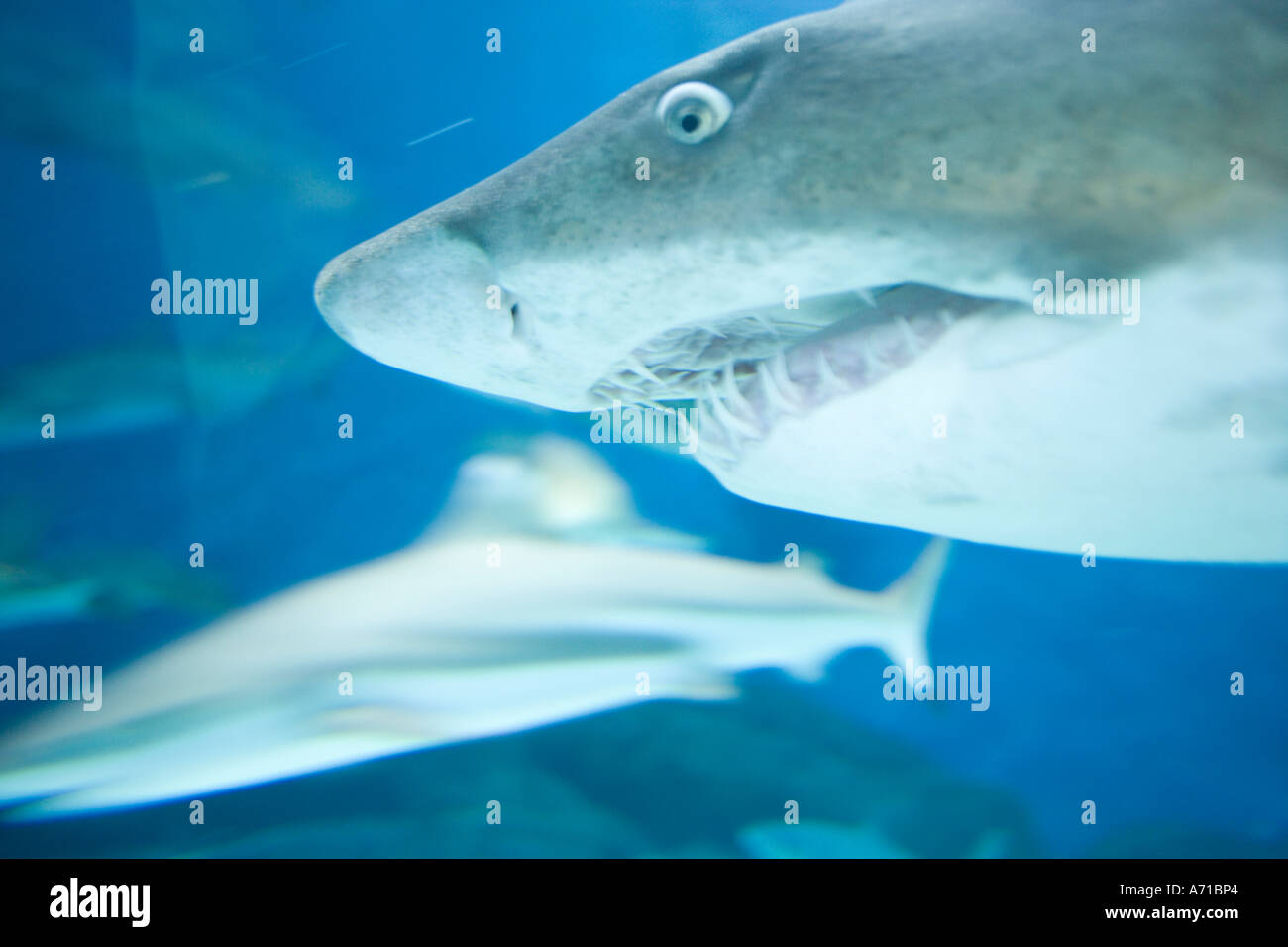 Asie Chine Shanghai requin gris de récif natation à l'intérieur de la vie marine de l'océan l'affichage à l'Aquarium de Shanghai Banque D'Images