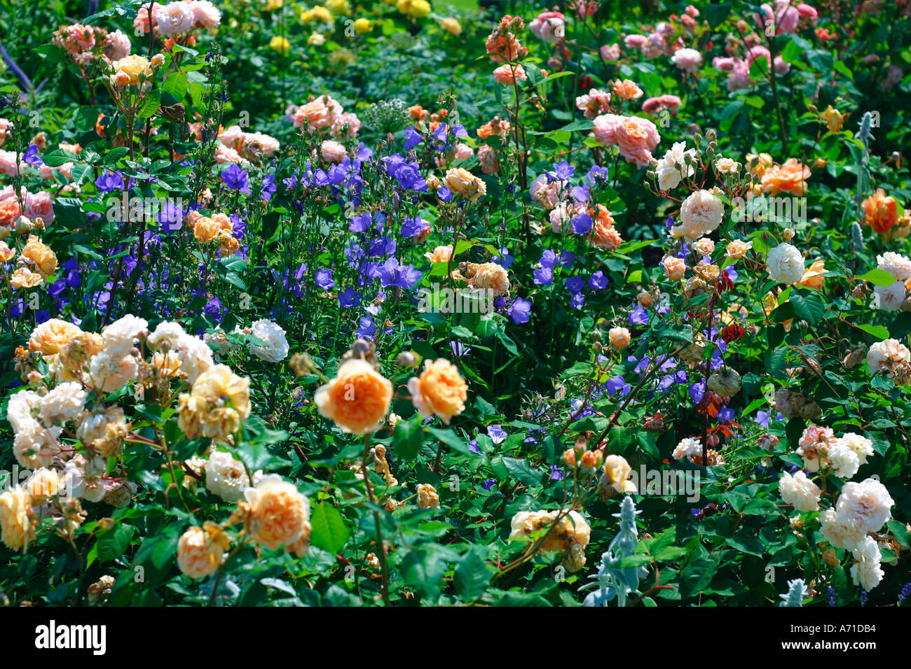 Jardin de la princesse Margareta roses et bleus campanules Banque D'Images