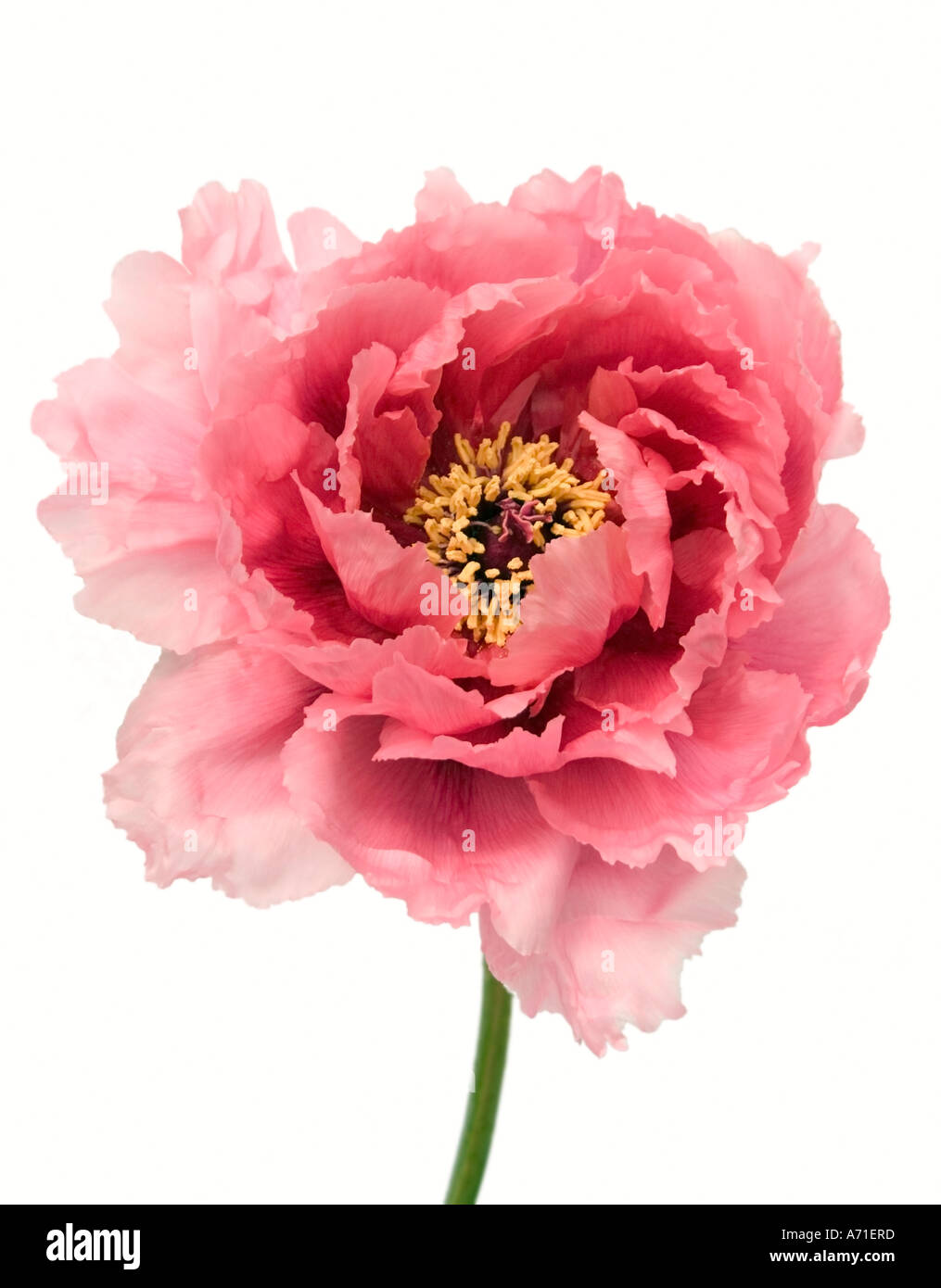 Gros plan d'une belle fleur de pivoine sur fond blanc. Banque D'Images