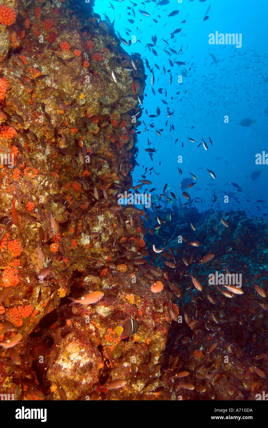 De l'école Scissortail chromis dans la mer de Cortez Banque D'Images