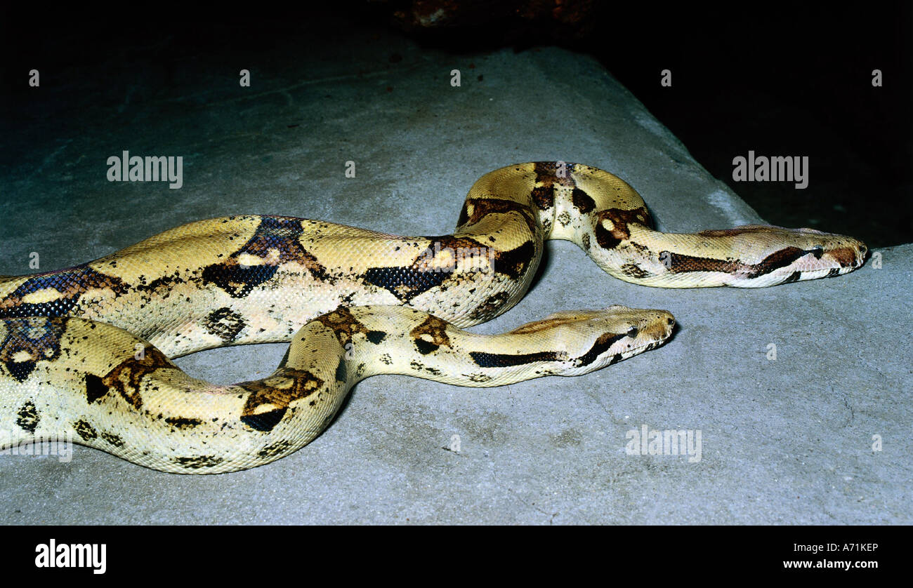 Zoologie / animaux, reptiles, serpents, rouge-queue, Boa constrictor (Boa), deux serpents, distribution : Amérique Centrale et du Sud, SNA Banque D'Images