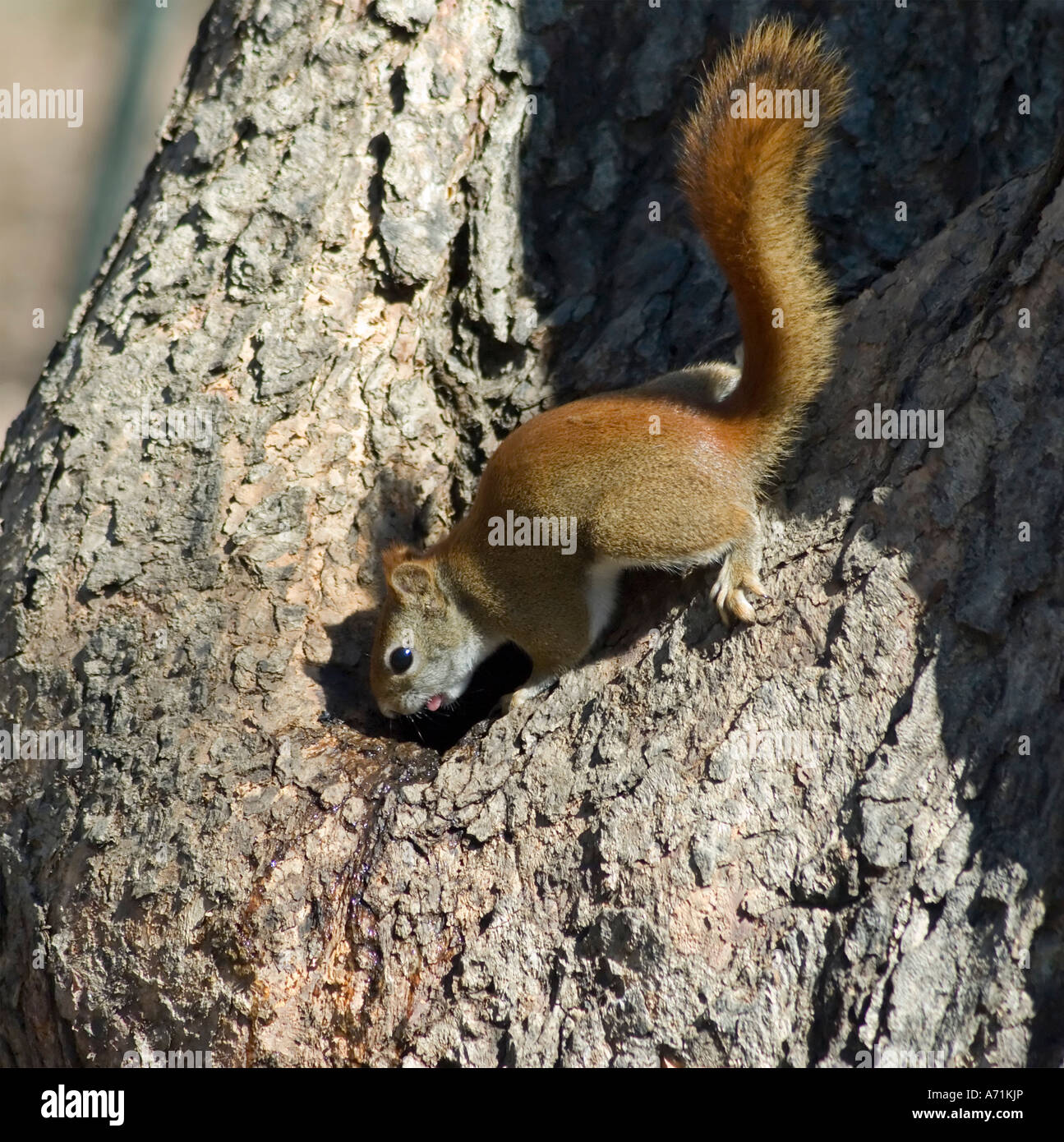L'écureuil roux d'Amérique du nord de boire l'eau de pluie d'un creux d'arbre Banque D'Images