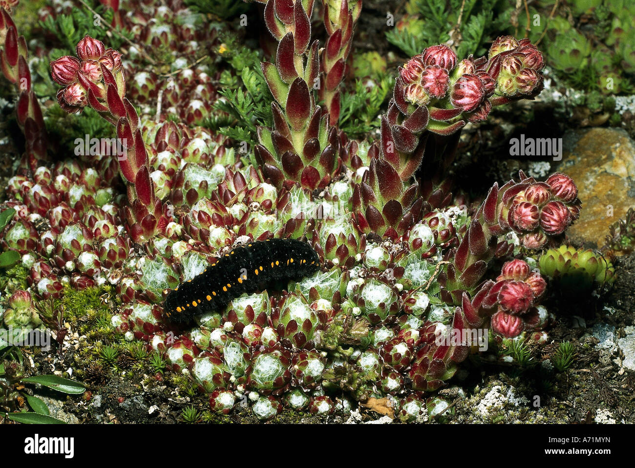 Zoologie / animaux, insectes, papillons, Apollo, (Laspeyresia pomonella), la croissance : à l'usine Caterpillar, distribution : Europe, le LEP Banque D'Images