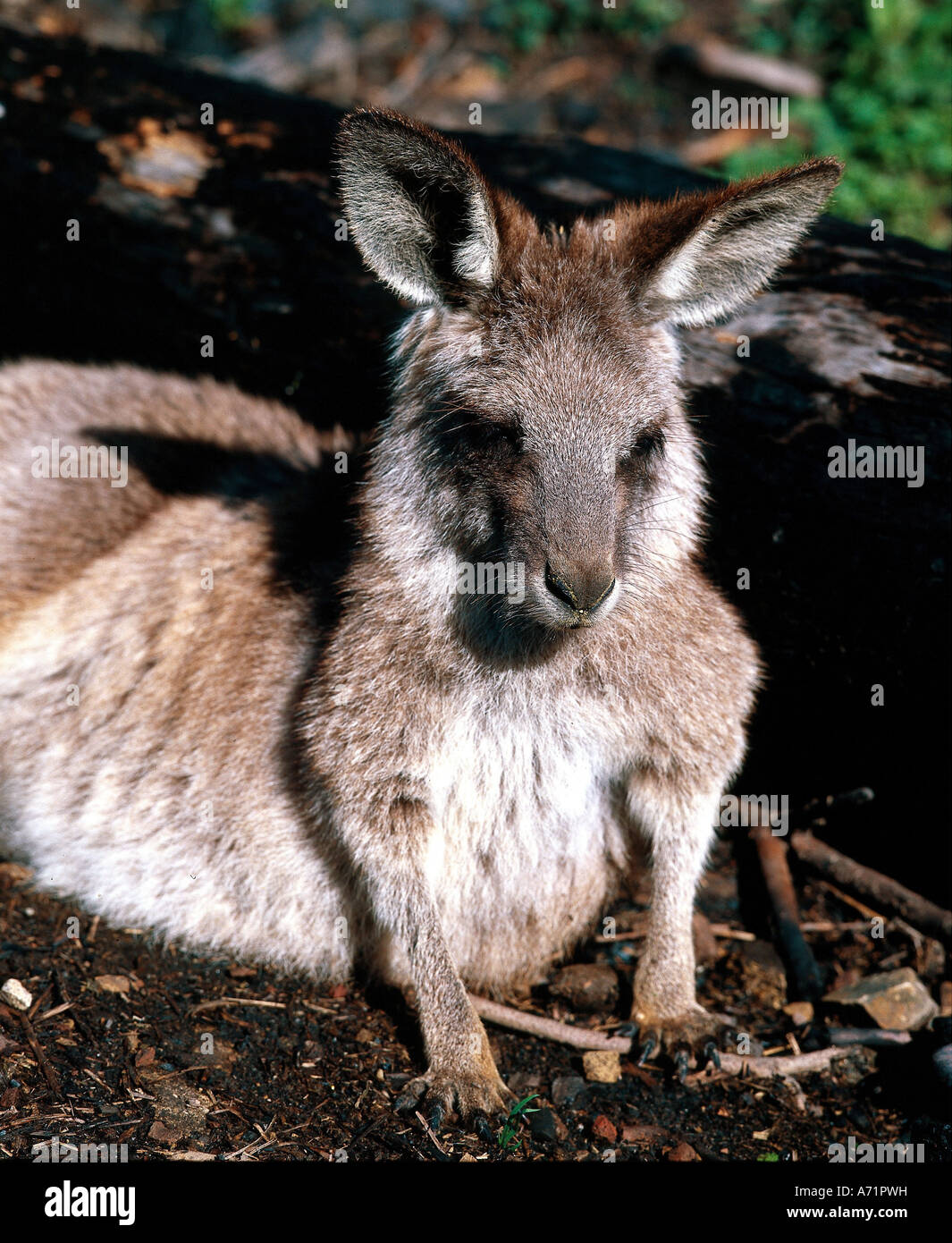 Zoologie / animaux, Mammifères Mammifères /, le kangourou, l'Est de Gray, Kangoroo (Macropus gigantheus), Cub, distribution : l'Australie, Mac Banque D'Images