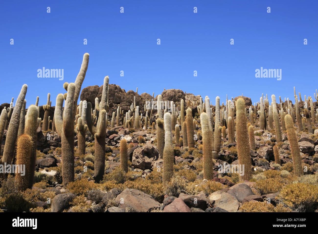 L'île de Incahuasi Isla del Pescado Salar de Uyuni en Bolivie Banque D'Images