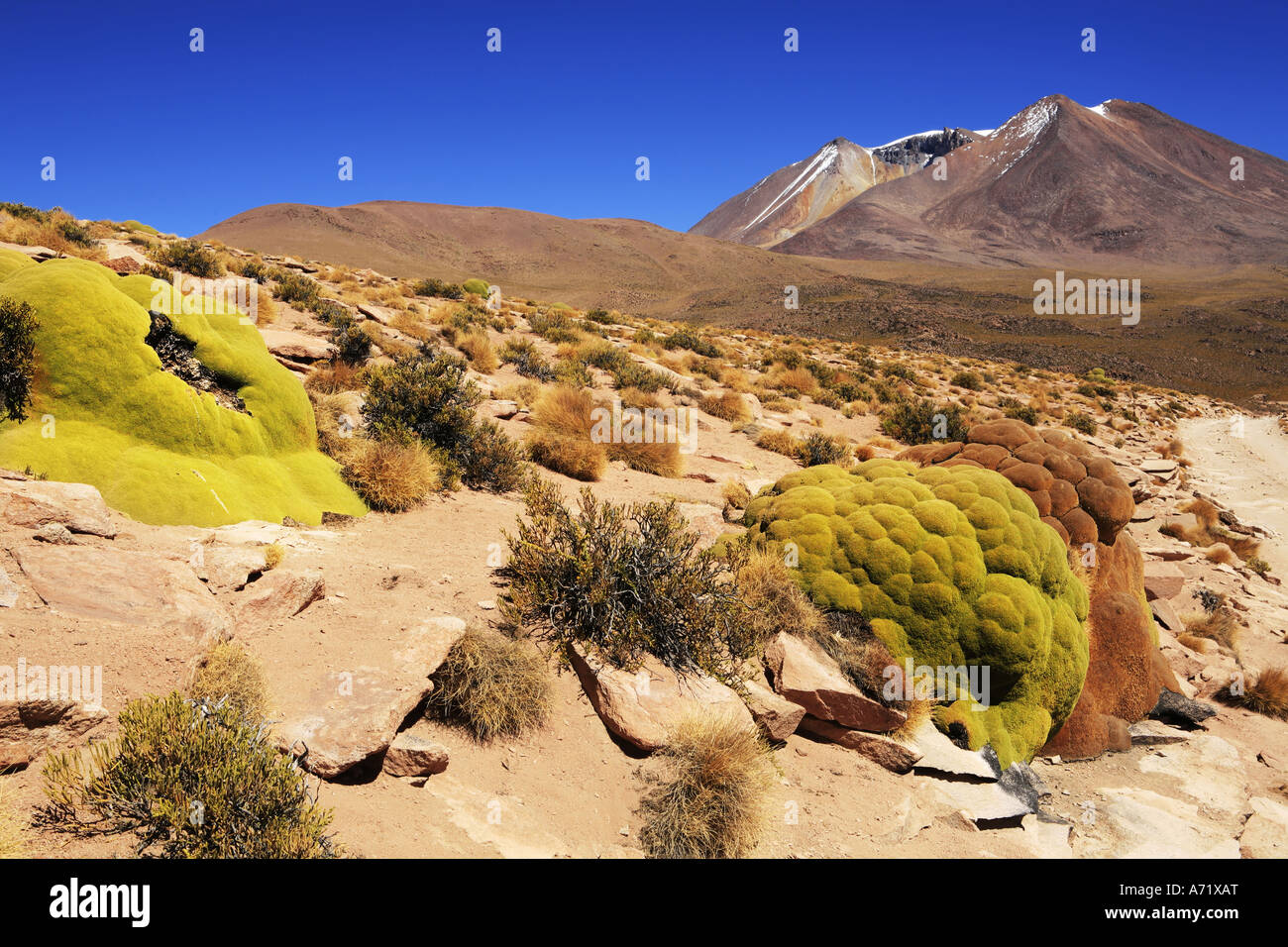 Yareta Azorella compacta Siloli Desert Le sud-ouest de la bolivie Banque D'Images