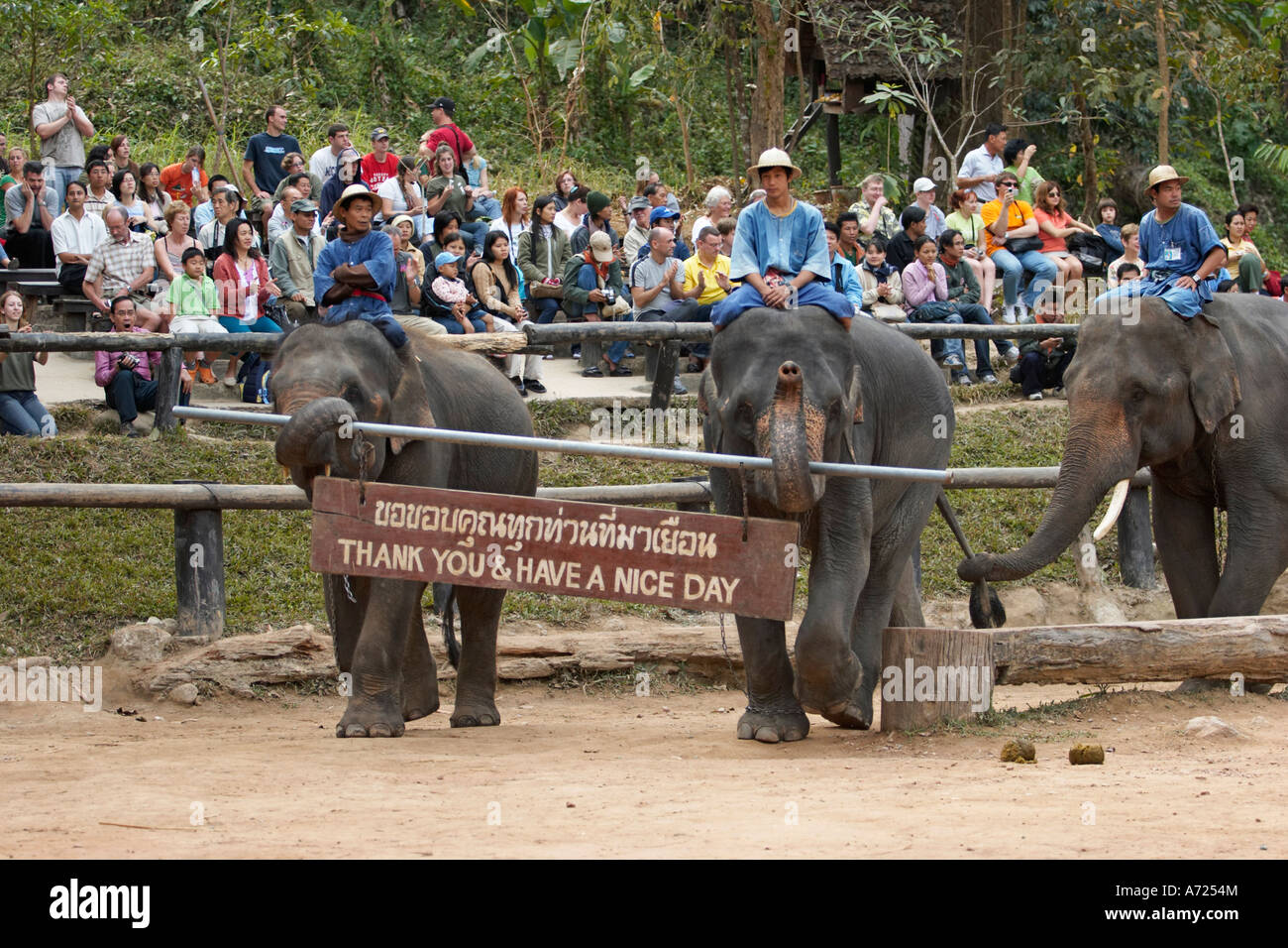 Elephant Show. Maesa Elephant Camp, Chiang Mai, Thaïlande. Banque D'Images Elephant Show. Maesa Elephant Camp, Chiang Mai, Thaïlande. Banque D'Images