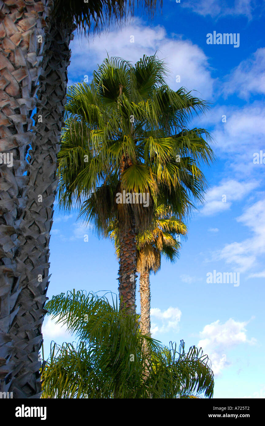 Californie plam tree against blue sky with white clouds Banque D'Images