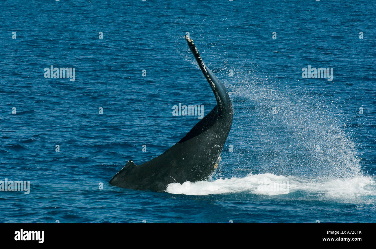Le battement de la queue des baleines à bosse (Megaptera novaeangliae) Baja California au Mexique, près de banques Gorda Cabo San Lucas Banque D'Images