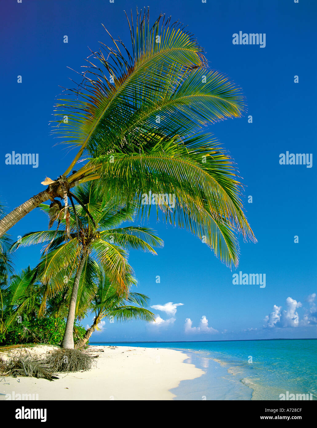 Scène de plage île tropicale avec palmiers sur Ari Atoll Maldives Océan Indien Banque D'Images