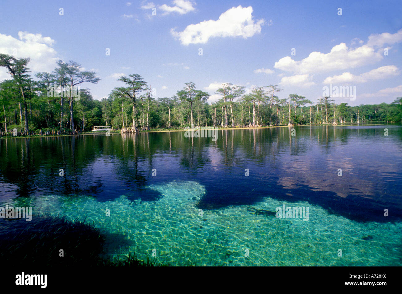 Wakulla Springs State Park, Floride le bassin de ressorts à l'eau claire et visible le fond de sable et de cyprès Banque D'Images