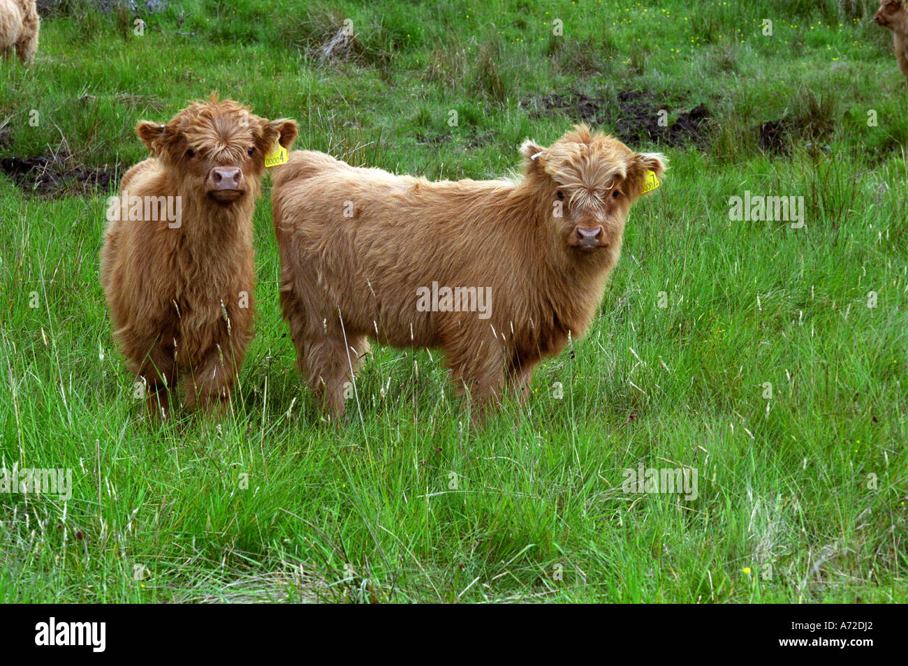 Les jeunes bovins highland, deux veaux, bovins highland écossais Ecosse UK Banque D'Images