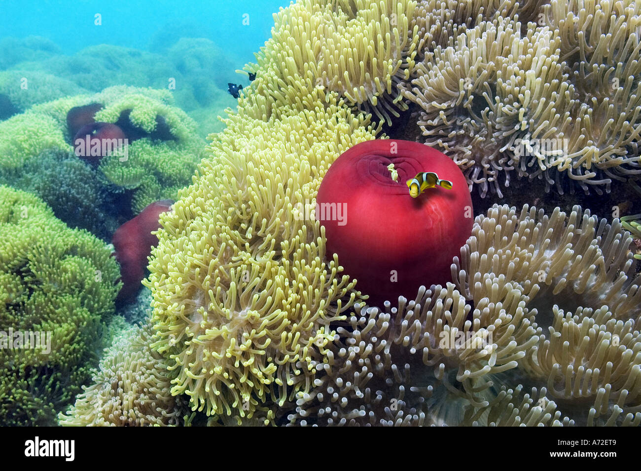 Colonie d'anémone de mer avec de jeunes poissons clowns Banque D'Images