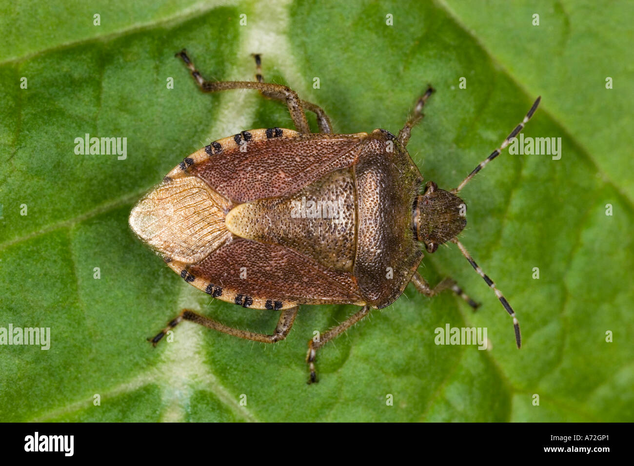 Dolycoris baccarum shieldbug velues sur leaf bedfordshire potton Banque D'Images