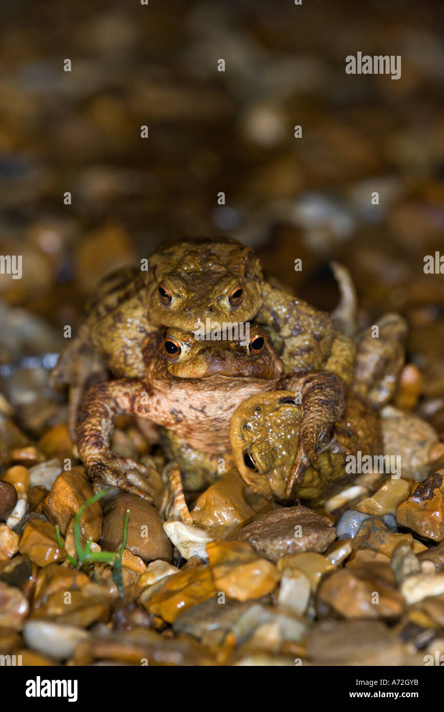 Le Crapaud commun Bufo bufo accouplement sur le gravier dur bedfordshire potton Banque D'Images